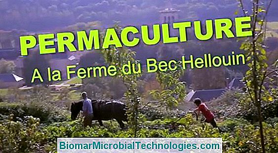 Ferme Du Bec Hellouin: Entrevista Con P. Y C. Hervé-Gruyer, Especialistas En Permacultura