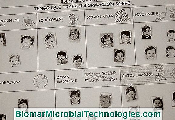 Mutual Y Seguro Para Gatos: ¿Por Qué, Cómo Elegir, Tarifa?