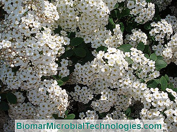 Spirea (Spiraea Spp.), Una Pianta Arbustiva Con Fiori Leggeri