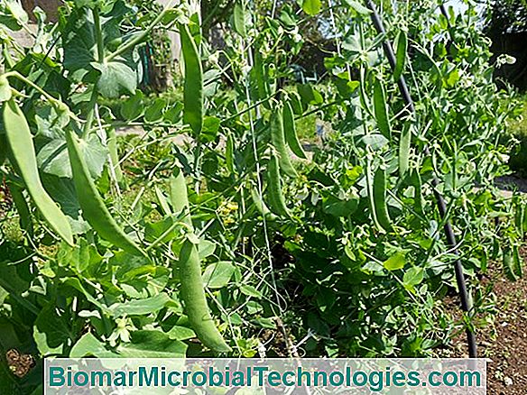 Vetch Común (Vicia Sativa) También Un Abono Verde