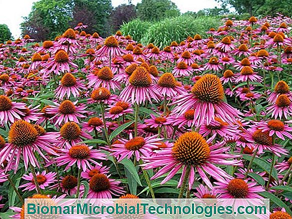 Echinacea: Beneficios Para La Salud Y Activos