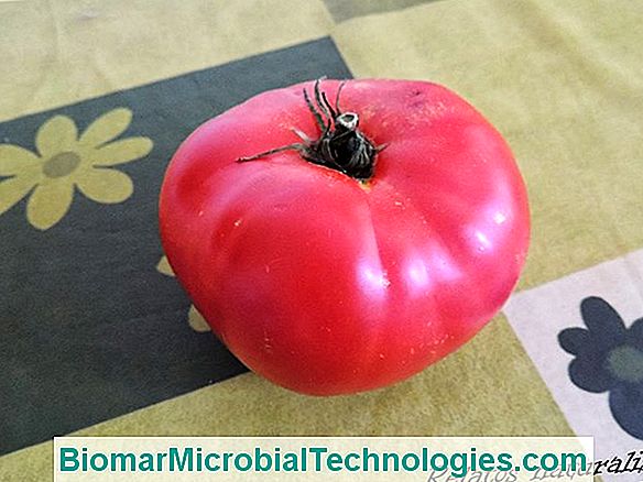 7 Consejos Para El Cultivo De Tomates Seguro