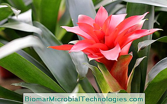 Bromeliads: Színes Növények Beltéri Virágzáshoz