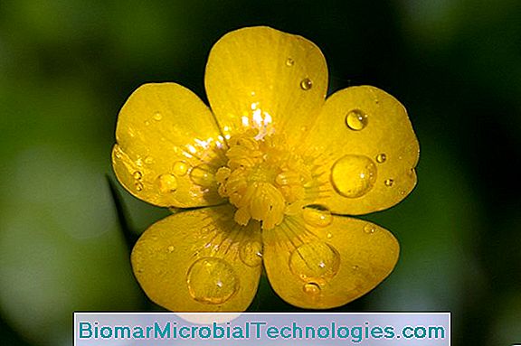 Buttercup: Jedinstveni Cvijet