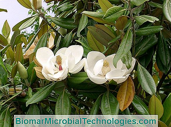 Magnolia Grandiflora: Uporna Magnolija