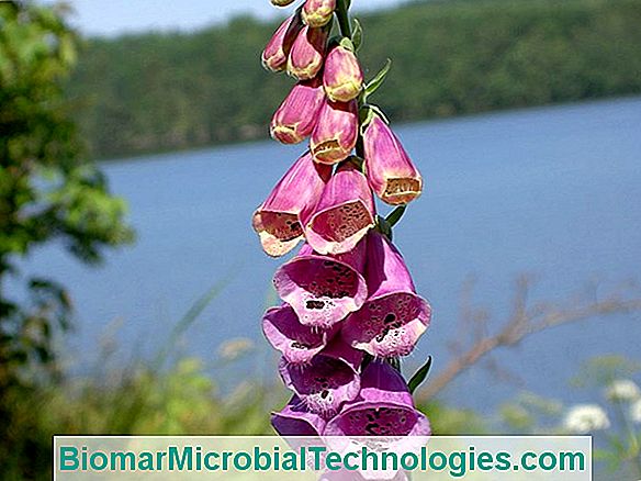 Digitalis (Digitalis Purpurea): Toksična Biljka