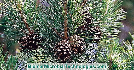 Šumski Bor (Pinus Sylvestris), Aromatski Pupoljci