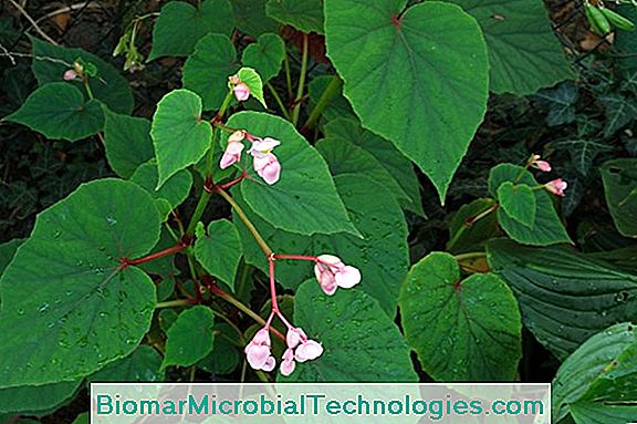 Begonia Grandis: A Falusi Begónia
