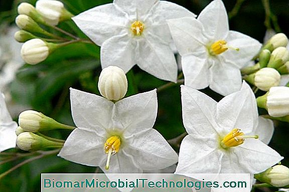 gardenia paraziták)
