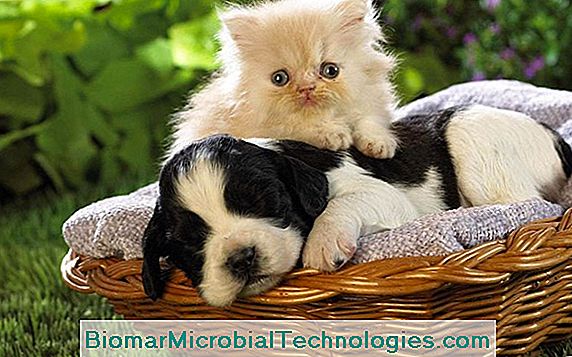 Kutya És Macska: Hogyan Gyógyítsák Szezonális Allergiájukat
