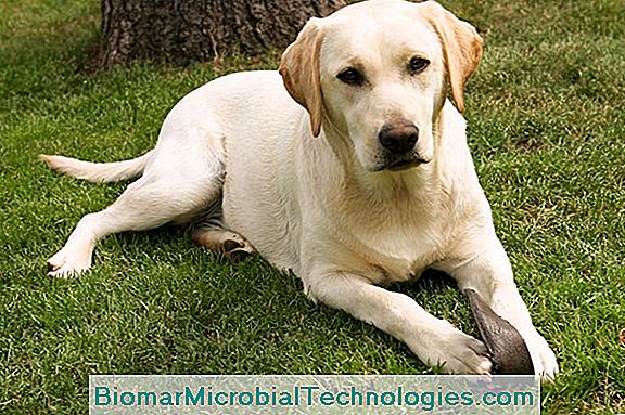 Premedicatie Belichamen Reflectie A Labrador Retriever, A Kedvenc Kutyák Csillaga 💫 A Helyszín A Gyakorlati  Kertészeti. 2023
