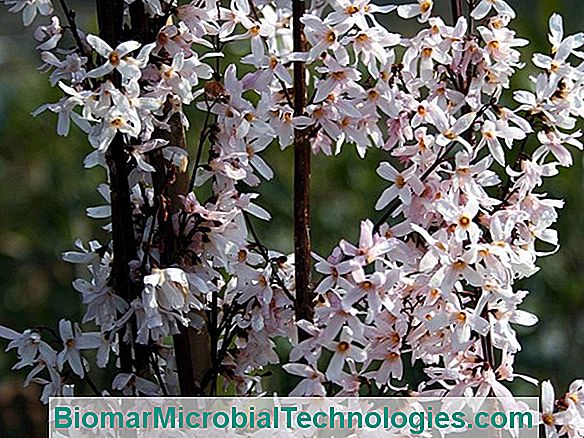 Koreai Forsythia Fehér (Abeliophyllum Distichum) Téli Virágzással