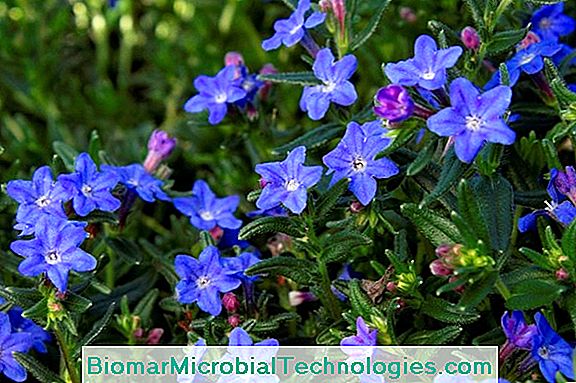 Gremil (Lithodora Diffusa), Kék Virágok Bőségesen