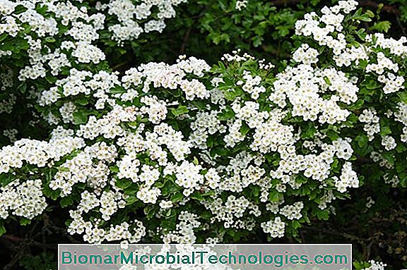 Hawthorn (Crataegus Laevigata), A Fehér Gerinc