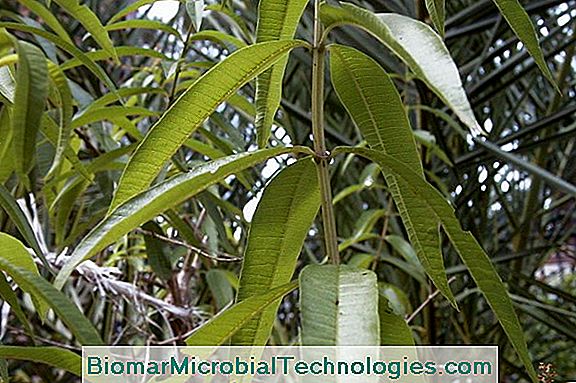Verbena Lemongrass (Aloysia Triphylla) Per Le Infusioni