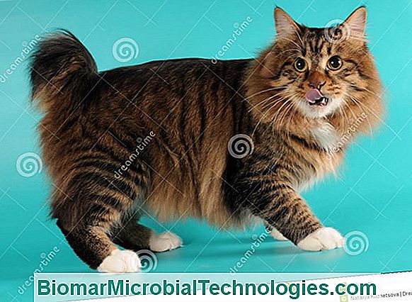 Lamerican Bobtail Gatto Con Lo Sguardo Felino Orgoglioso E