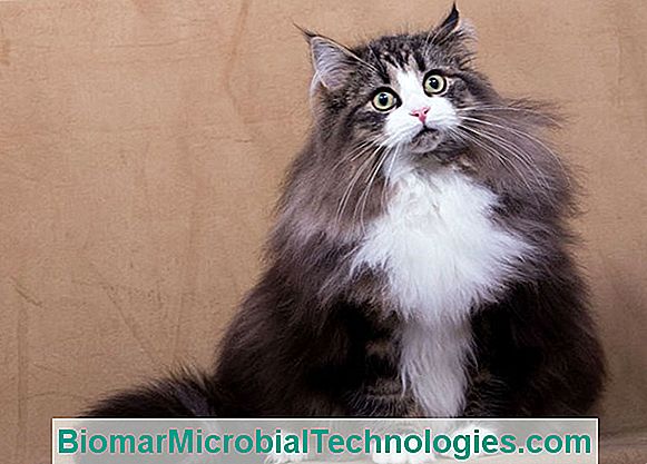 Gatto Norvegese O Gatto Delle Foreste Norvegesi Il Sito Del