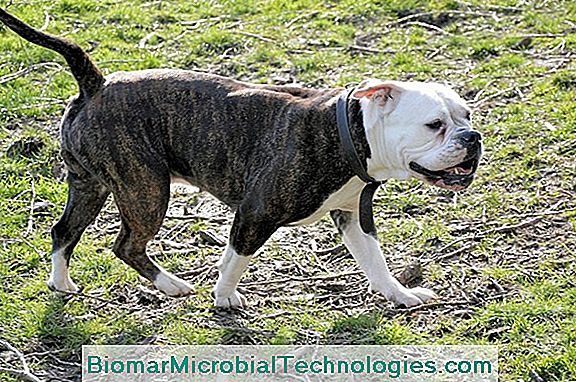 Displasia Dell'Anca Nei Cani: Sintomi, Trattamento E Prevenzione