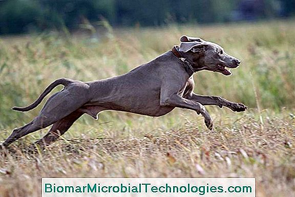 Il Weimaraner Elegante Cane Dal Corpo Snello Muscoloso E Atletico