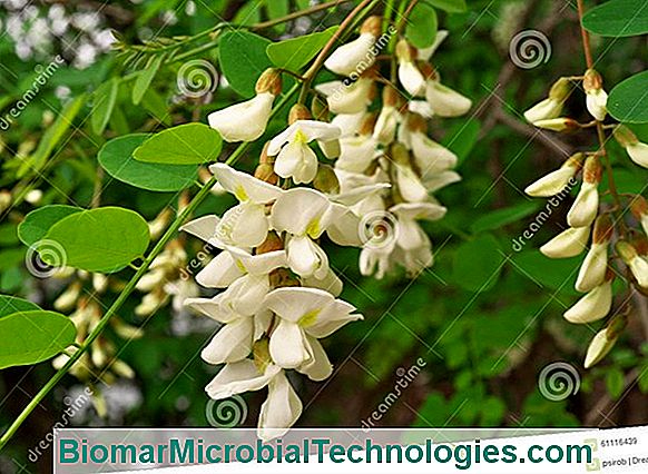 Acacia (Robinia Pseudoacacia), Robinia Di Acacia Nera