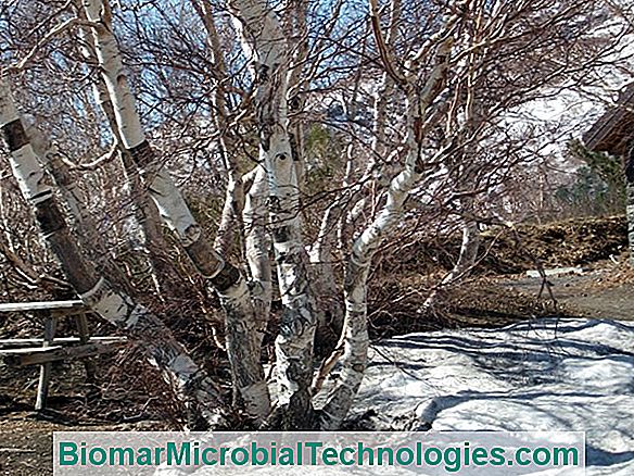 Betulla (Betula), L'Albero Con La Corteccia Bianca