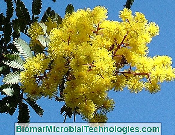 Mimosa (Acacia Dealbata), Profumate Palle D'Oro Della Costa Azzurra