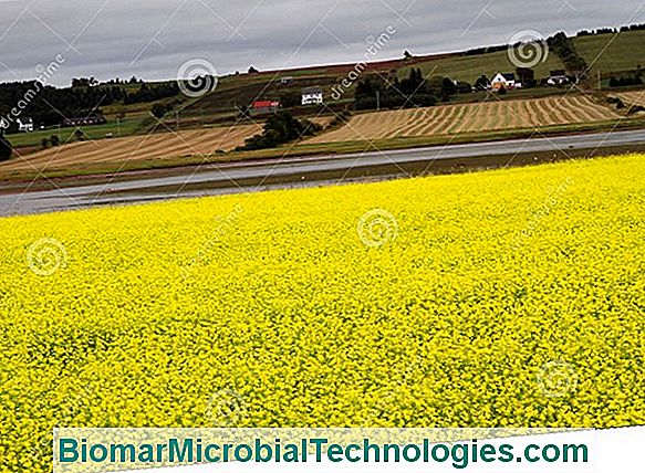 Campi Di Fiori Gialli Del Seme Di Ravizzone (Brassica Napus L.)