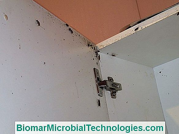 Kakkerlakken Of Kakkerlakken, Schadelijk In Huizen