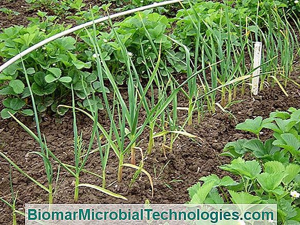 knoflook planten: wanneer en hoe? ? de site van de praktische