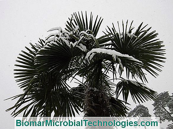 Areca: Een Mooie Palmboom Binnenshuis