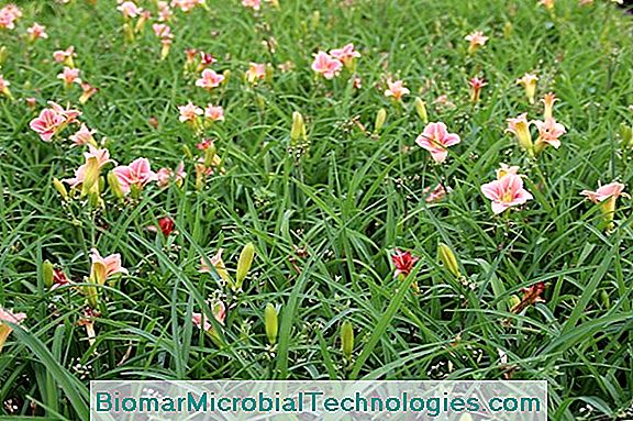 Hemerocallis: Een Uitzonderlijke Vaste Plant
