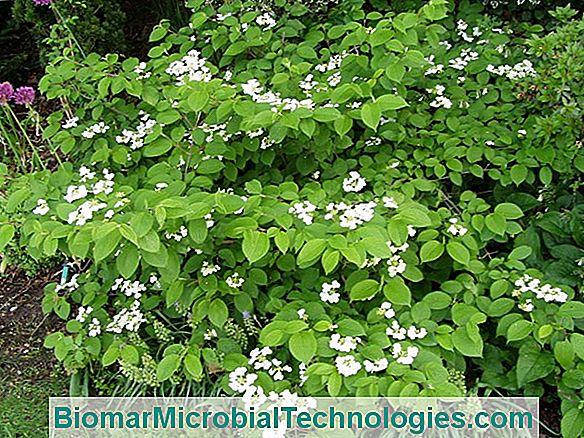 Viburnum Plicatum: Viburnum Uit China