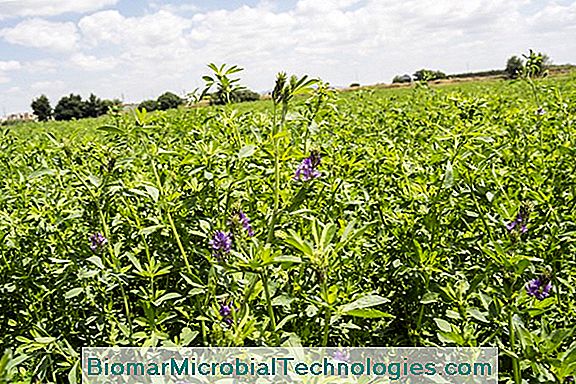 Alfalfa (Medicago Sativa) Voedergewassen En Groenbemesters