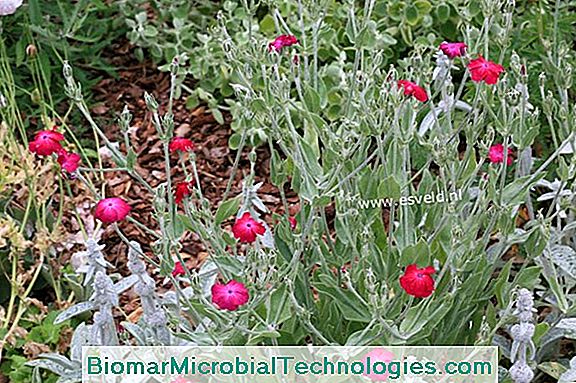 Gemeenschappelijke Tuin (Lychnis Coronaria) Vaste Plant Met Zilverachtig Blad