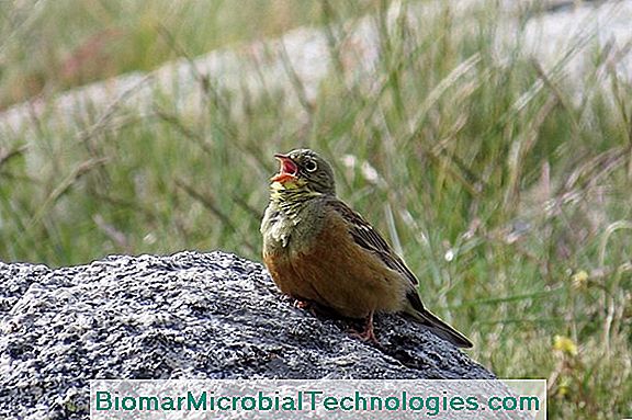 Ortolan Of Ortolan Mus (Emberiza Hortulana), Beschermde Vogel