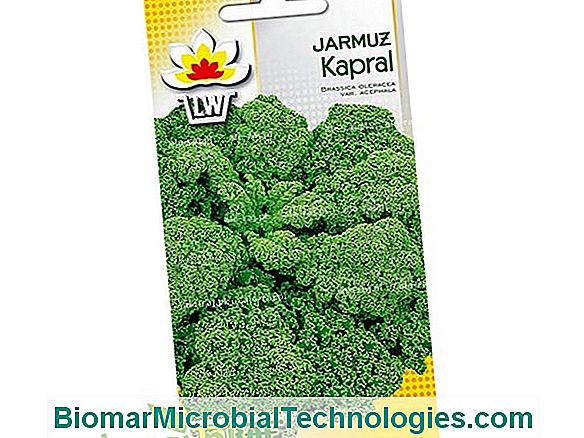 Jarmuż Lub Kapusta (Brassica Oleracea Var Acephala), Bardzo Pożywne Warzywo