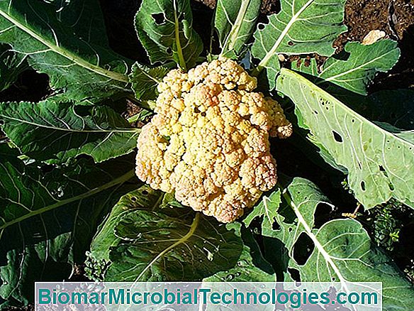 Kalafior (Brassica Oleracea Var Botrytis): Odchudzające Się Warzywo