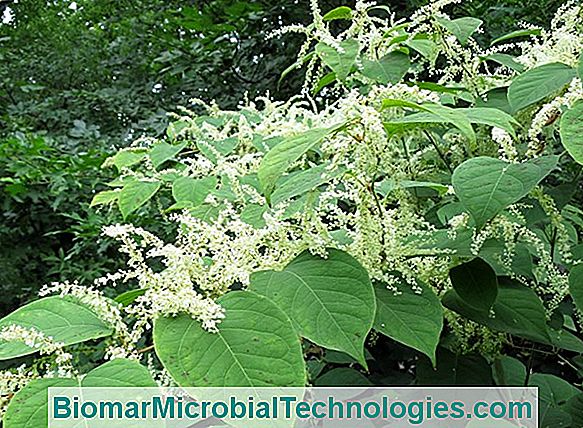 Knotweed, Presicaria, Polygonum