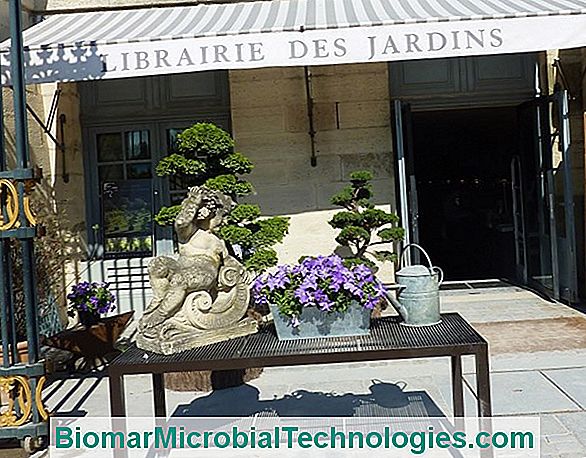 Encerramento Da Librairie Des Jardins Em Paris