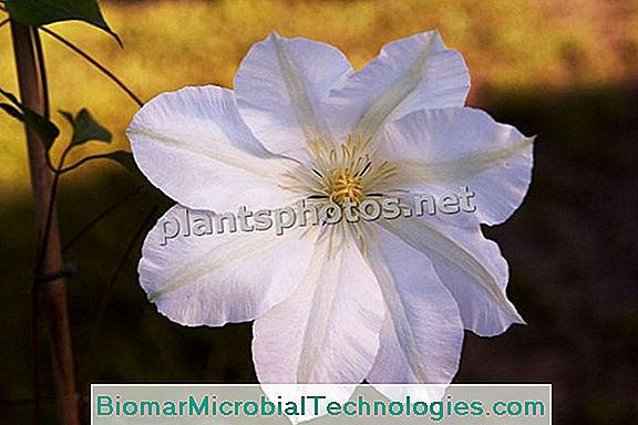Clematis (Clematis Spp.), Królowa Roślin Pnących