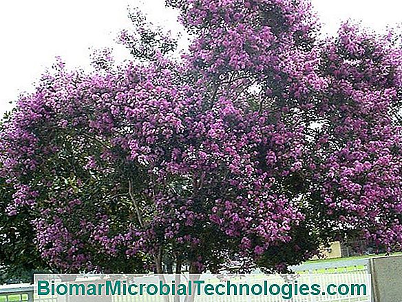 Lilac Of India (Lagerstroemia): Profil Kulturowy