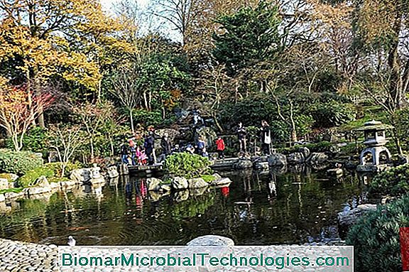 Um Jardim Japonês Contemporâneo No Coração De Londres