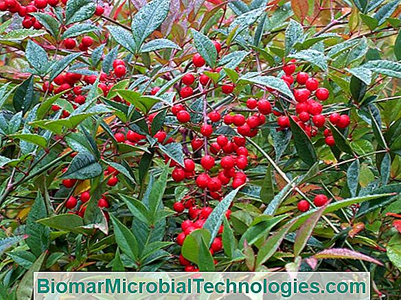 Nandina Domestica: O Bambu Sagrado