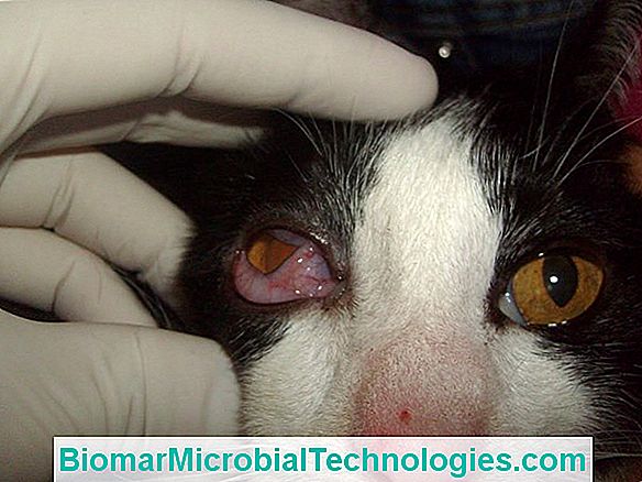Calicivirose Ou Fcv Em Gatos: Sintomas, Tratamento E Prevenção