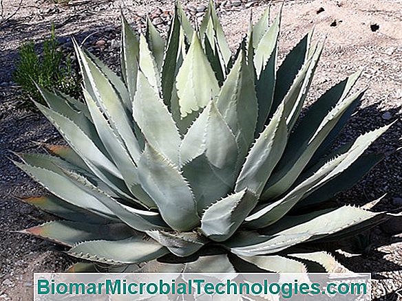 Agave (Agave Americana), Planta De Tequila E Mezcal