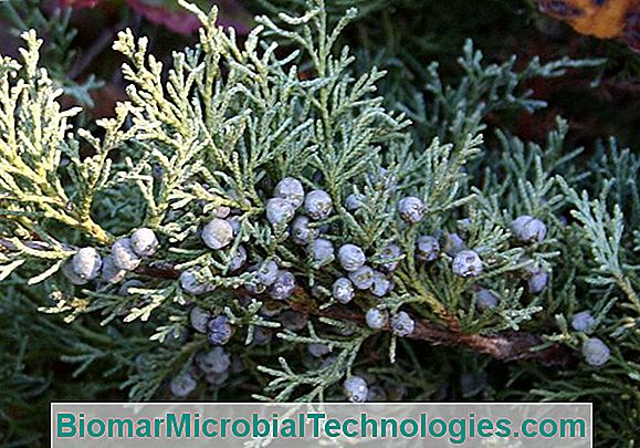 Juniper (Juniperus Communis) E Bagas Para Chucrute