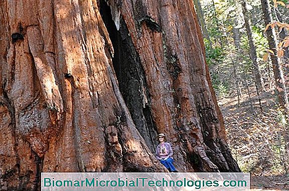 Sequóia Gigante (Sequoiadendron Giganteum), A Maior Árvore Do Mundo