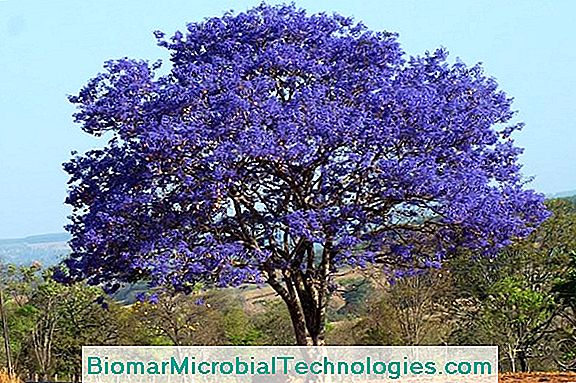 Jacaranda (Jacaranda Mimosifolia), O Azul Ardente