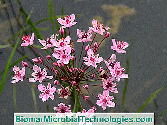 Flowering Rush (Butomus Umbellatus), Purificador De Plantas Aquáticas