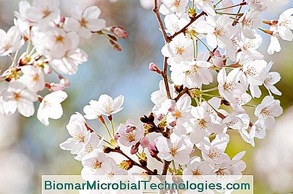 Hanami: Admire A Beleza Das Flores De Cerejeira No Japão